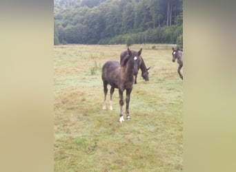 Zwaar warmbloed, Hengst, Veulen (05/2025), Zwart