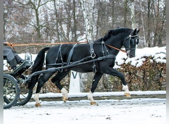 Zwaar warmbloed, Hengst, 7 Jaar, 165 cm, Zwart