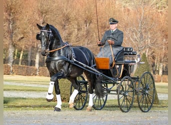Zwaar warmbloed, Hengst, 9 Jaar, 167 cm, Zwartbruin