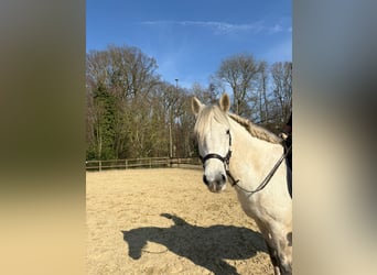 Zwaar warmbloed Mix, Merrie, 10 Jaar, 152 cm, Schimmel