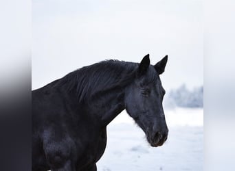 Zwaar warmbloed, Merrie, 10 Jaar, 163 cm, Zwart