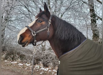 Zwaar warmbloed Mix, Merrie, 10 Jaar, 165 cm, Donkerbruin