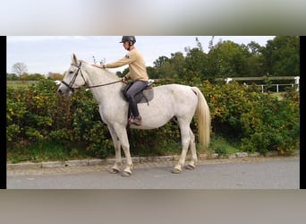 Zwaar warmbloed, Merrie, 10 Jaar, 167 cm