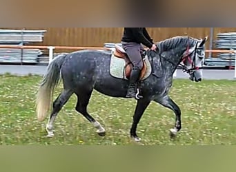 Zwaar warmbloed, Merrie, 10 Jaar, 167 cm