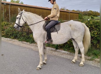 Zwaar warmbloed, Merrie, 10 Jaar, 167 cm