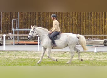 Zwaar warmbloed, Merrie, 10 Jaar, 167 cm