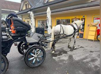 Zwaar warmbloed, Merrie, 11 Jaar, Schimmel