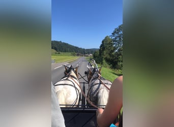 Zwaar warmbloed, Merrie, 11 Jaar, Schimmel