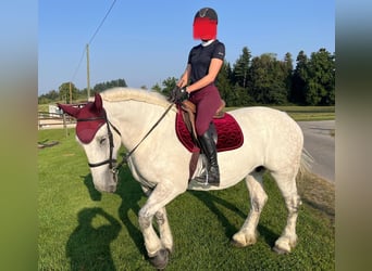 Zwaar warmbloed, Merrie, 11 Jaar, Schimmel
