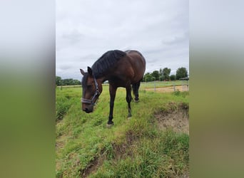 Zwaar warmbloed, Merrie, 12 Jaar, 164 cm, Bruin