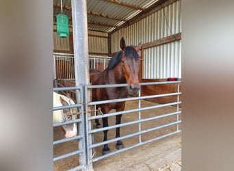 Zwaar warmbloed, Merrie, 12 Jaar, 164 cm, Bruin