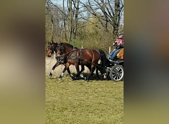 Zwaar warmbloed, Merrie, 14 Jaar, 159 cm