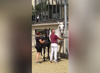 Zwaar warmbloed, Merrie, 16 Jaar, 168 cm, Schimmel