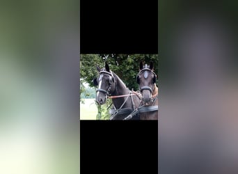 Zwaar warmbloed, Merrie, 17 Jaar, 164 cm, Zwart