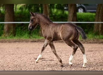 Zwaar warmbloed, Merrie, 1 Jaar, 163 cm, Zwart