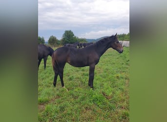 Zwaar warmbloed, Merrie, 1 Jaar, Bruin