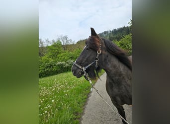 Zwaar warmbloed, Merrie, 22 Jaar, Zwart