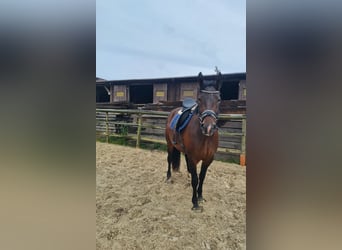 Zwaar warmbloed, Merrie, 3 Jaar, 160 cm, Bruin