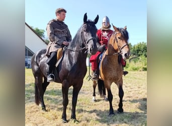 Zwaar warmbloed, Merrie, 3 Jaar, 160 cm, Zwart