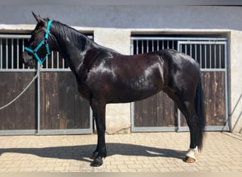 Zwaar warmbloed, Merrie, 3 Jaar, 160 cm, Zwart