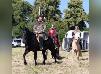 Zwaar warmbloed, Merrie, 3 Jaar, 160 cm, Zwart