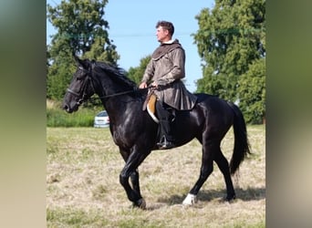 Zwaar warmbloed, Merrie, 3 Jaar, 160 cm, Zwart