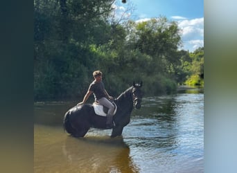 Zwaar warmbloed, Merrie, 3 Jaar, 160 cm, Zwart