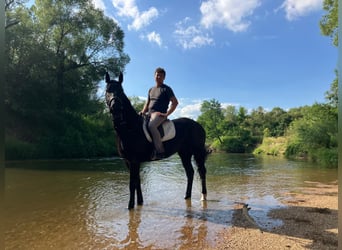 Zwaar warmbloed, Merrie, 3 Jaar, 160 cm, Zwart