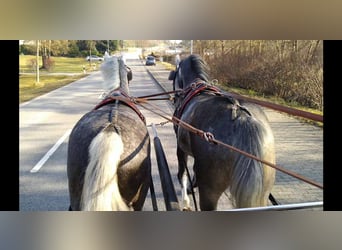 Zwaar warmbloed, Merrie, 3 Jaar, 162 cm, Schimmel