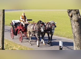 Zwaar warmbloed, Merrie, 3 Jaar, 162 cm, Schimmel