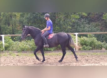 Zwaar warmbloed, Merrie, 3 Jaar, 163 cm, Zwartschimmel