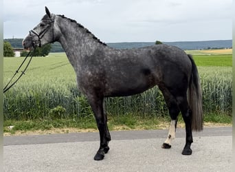 Zwaar warmbloed Mix, Merrie, 3 Jaar, 164 cm, Appelschimmel