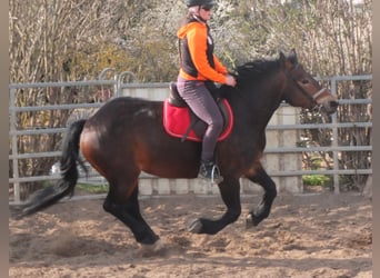 Zwaar warmbloed Mix, Merrie, 4 Jaar, 158 cm, Donkerbruin