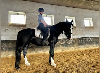 Zwaar warmbloed, Merrie, 4 Jaar, 160 cm, Zwart