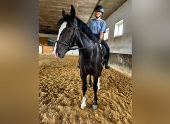 Zwaar warmbloed, Merrie, 4 Jaar, 160 cm, Zwart