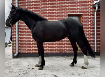 Zwaar warmbloed, Merrie, 4 Jaar, 160 cm, Zwart