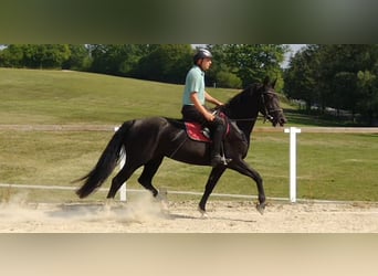 Zwaar warmbloed, Merrie, 4 Jaar, 163 cm, Zwart