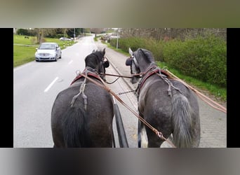 Zwaar warmbloed, Merrie, 4 Jaar, 164 cm, Schimmel