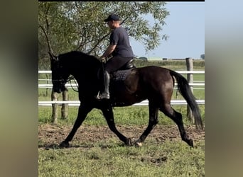 Zwaar warmbloed, Merrie, 4 Jaar, 165 cm, Zwart