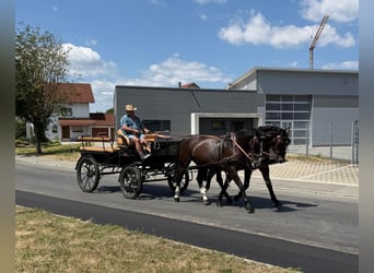 Zwaar warmbloed, Merrie, 4 Jaar, 166 cm, Donkerbruin