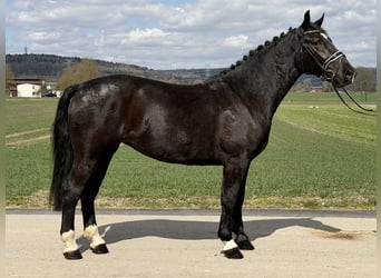 Zwaar warmbloed, Merrie, 4 Jaar, 167 cm, Zwart