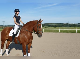 Zwaar warmbloed, Merrie, 5 Jaar, 162 cm, Vos