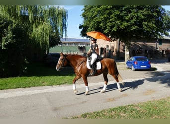 Zwaar warmbloed, Merrie, 5 Jaar, 162 cm, Vos