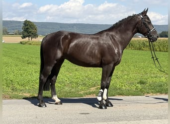 Zwaar warmbloed, Merrie, 5 Jaar, 162 cm, Zwart