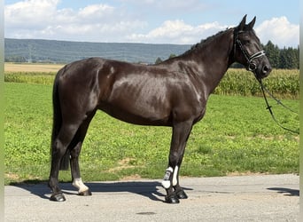 Zwaar warmbloed, Merrie, 5 Jaar, 162 cm, Zwart