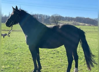 Zwaar warmbloed, Merrie, 5 Jaar, 163 cm, Zwart