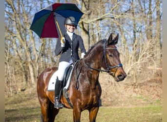 Zwaar warmbloed, Merrie, 5 Jaar, 165 cm, Bruin