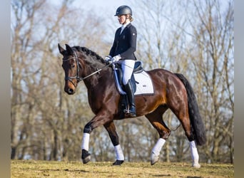 Zwaar warmbloed, Merrie, 5 Jaar, 165 cm, Bruin