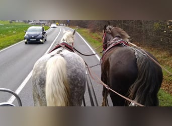 Zwaar warmbloed, Merrie, 5 Jaar, 165 cm, Schimmel