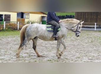 Zwaar warmbloed, Merrie, 5 Jaar, 165 cm, Schimmel